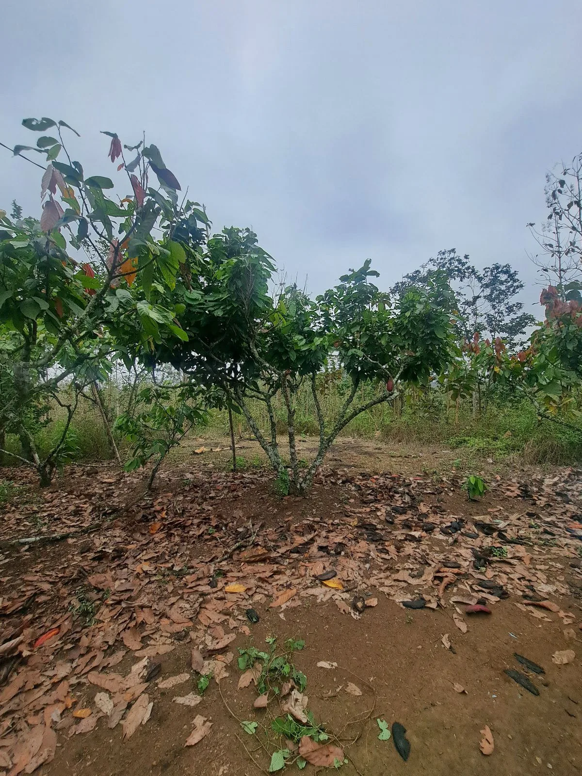 Finca en Venta, Ventanas, Los Rios AleR