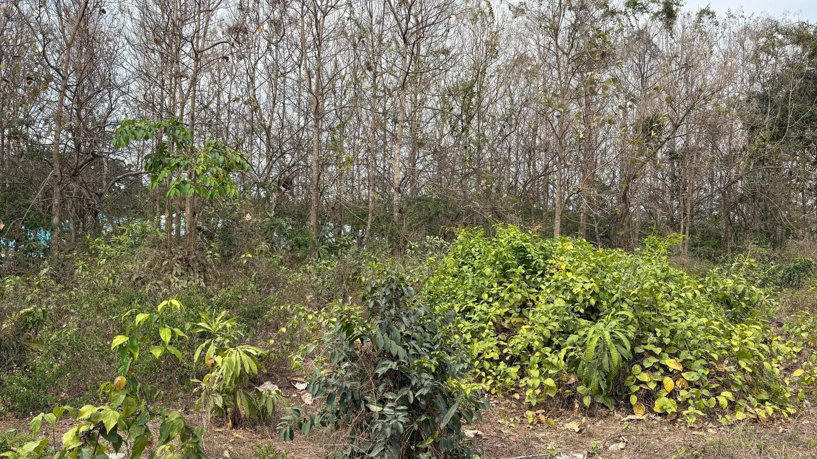 Alquiler de terreno comercial Km. 19.5 Vía a la Costa, ChrC