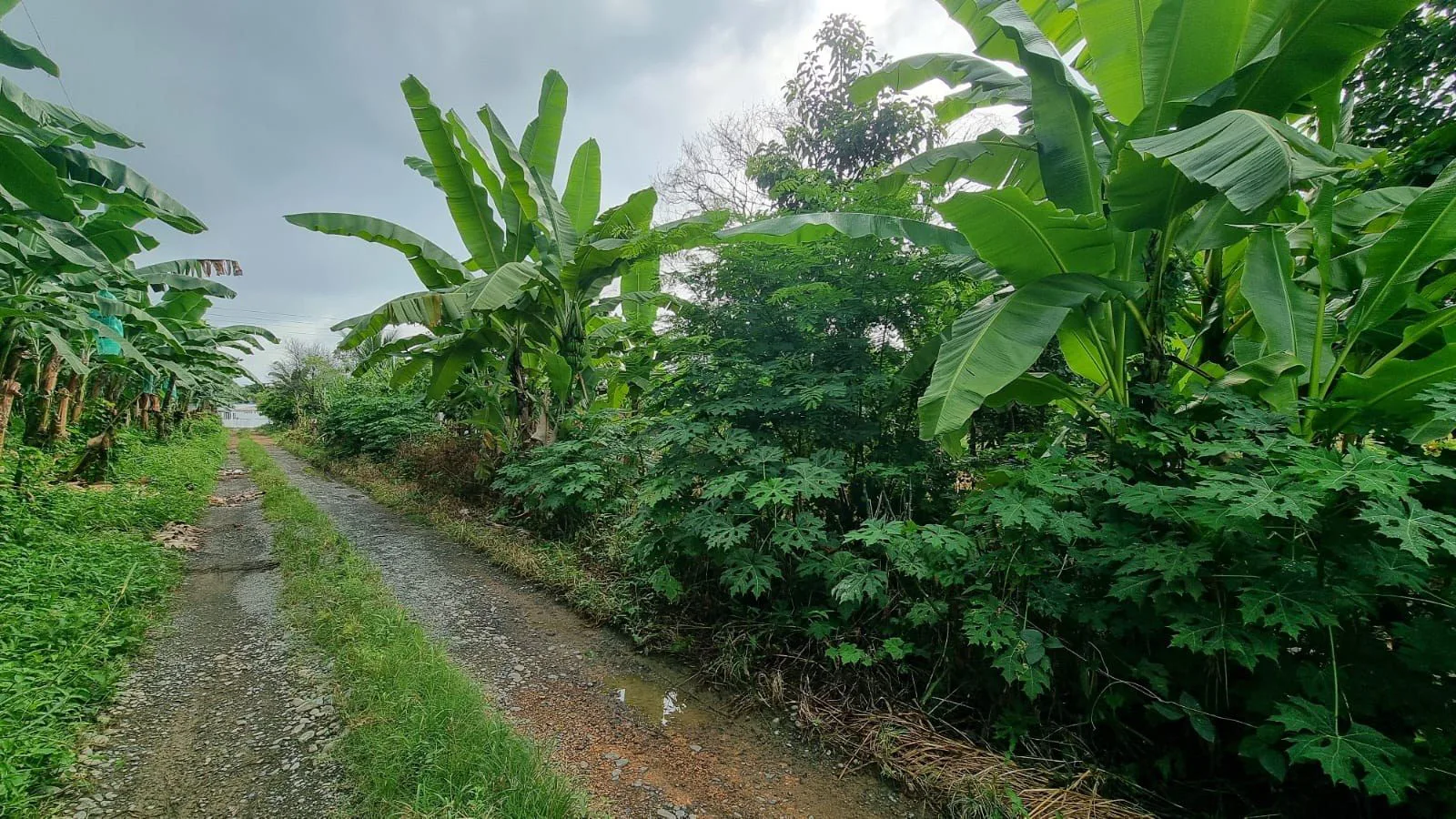 Terreno en Venta en Milagro IngS