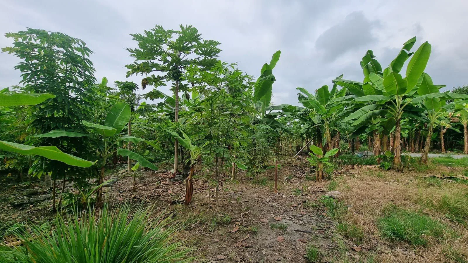 Terreno en Venta en Milagro IngS