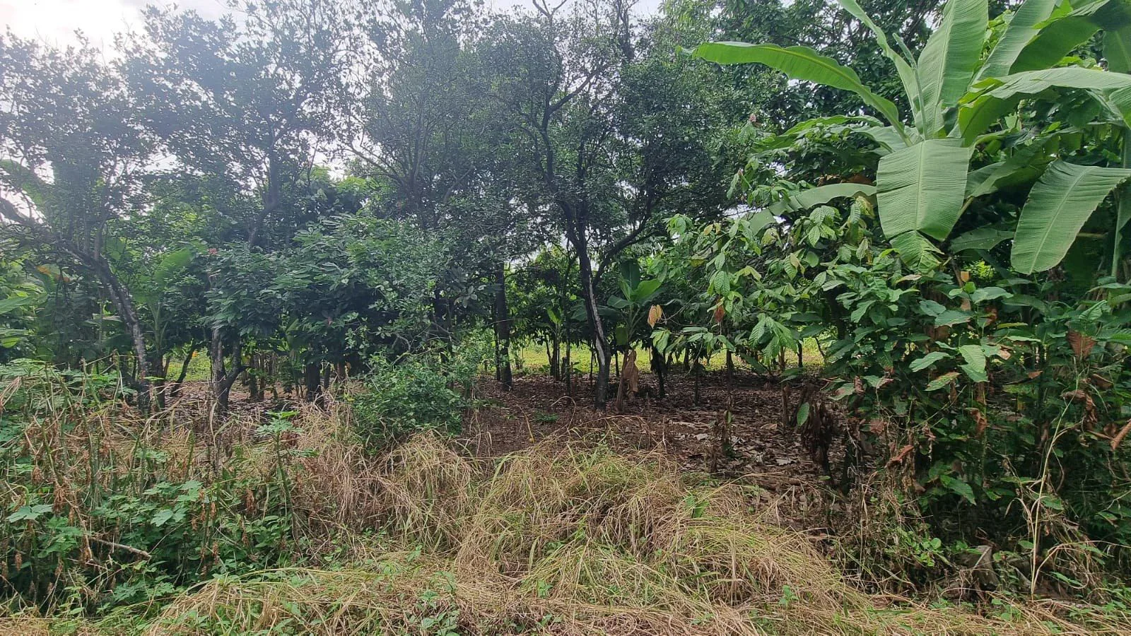 Terreno en Venta en Milagro IngS