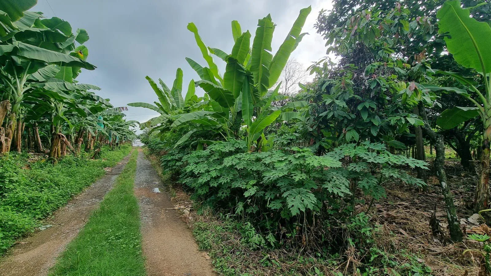 Terreno en Venta en Milagro IngS
