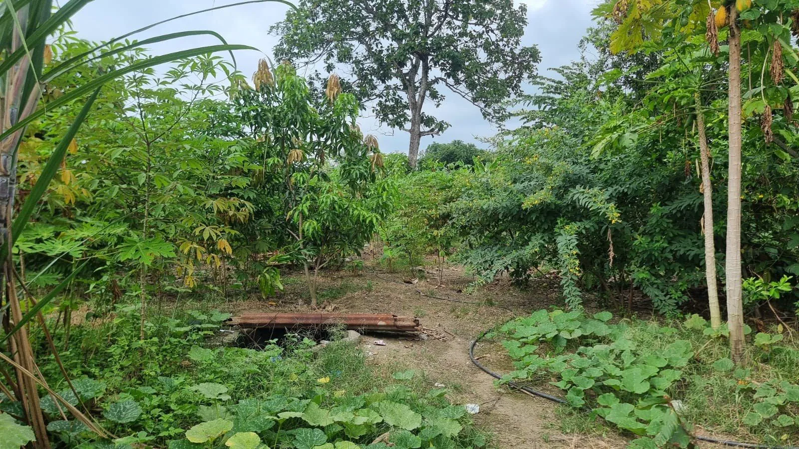 Terreno en Venta en Milagro IngS