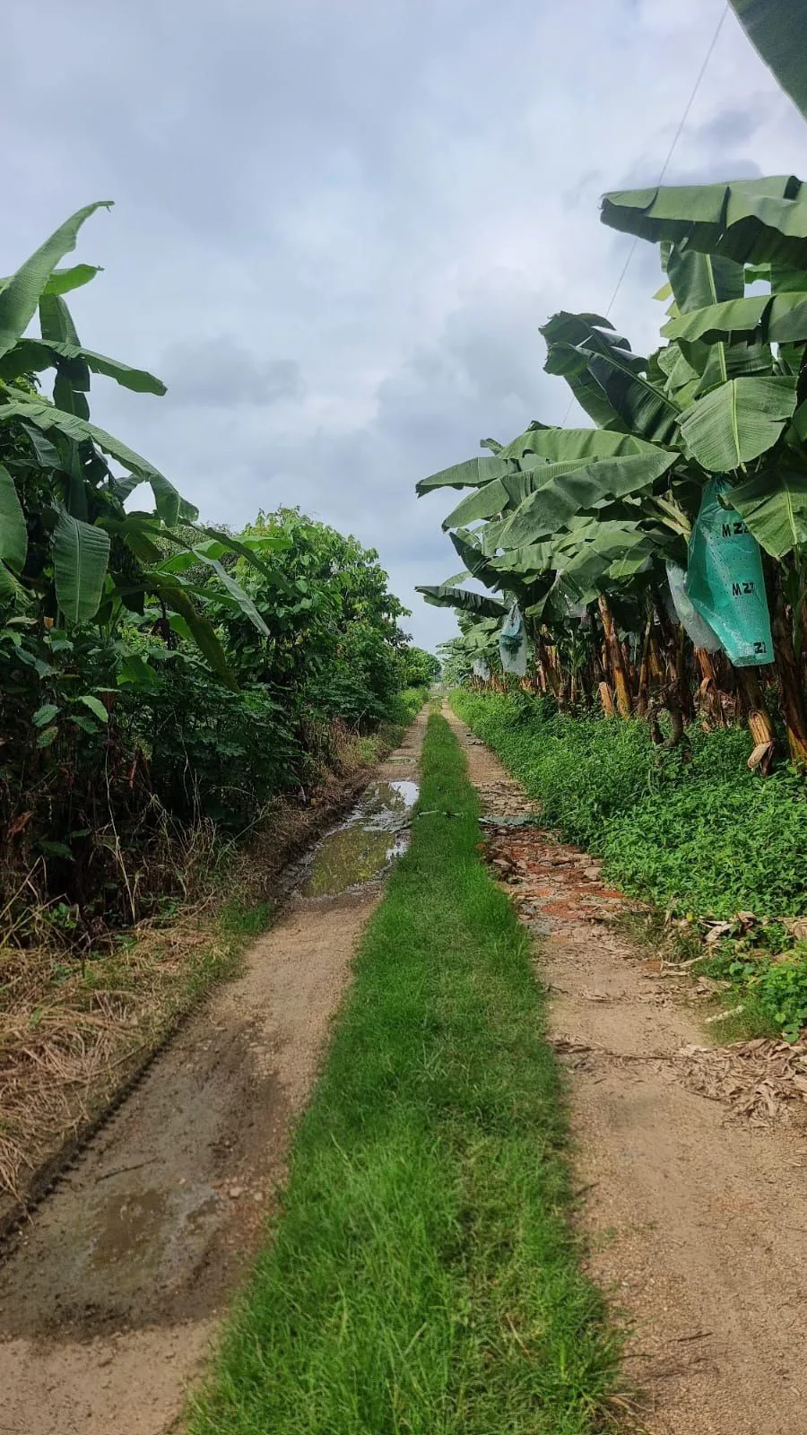 Terreno en Venta en Milagro IngS