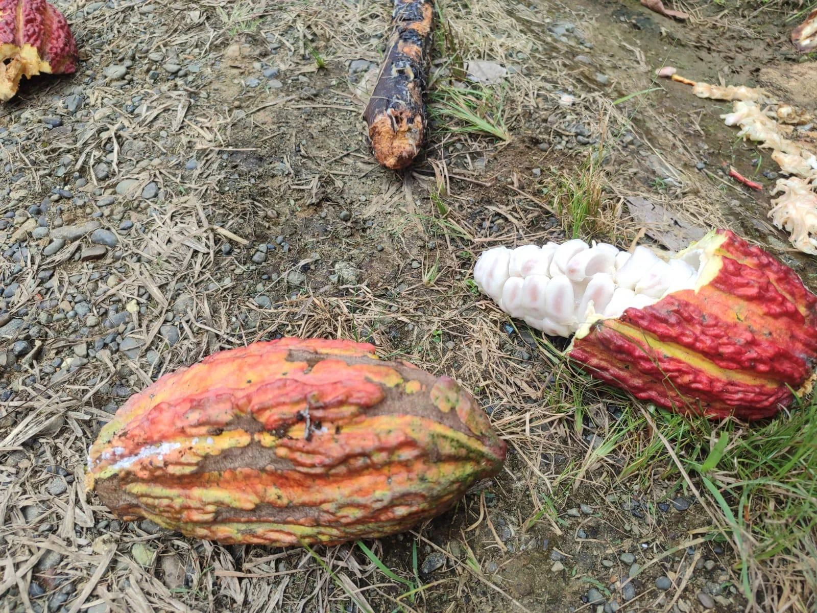 Finca de Cacao en venta, Matilde Esther vía a Mata de Cacao, CYP