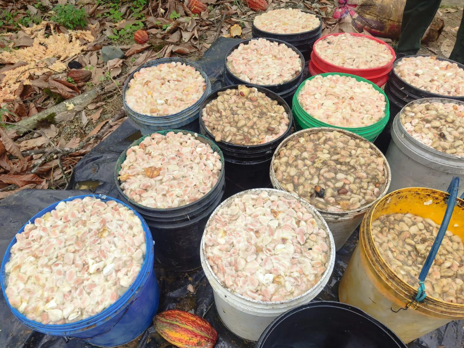 Finca de Cacao en venta, Matilde Esther vía a Mata de Cacao, CYP