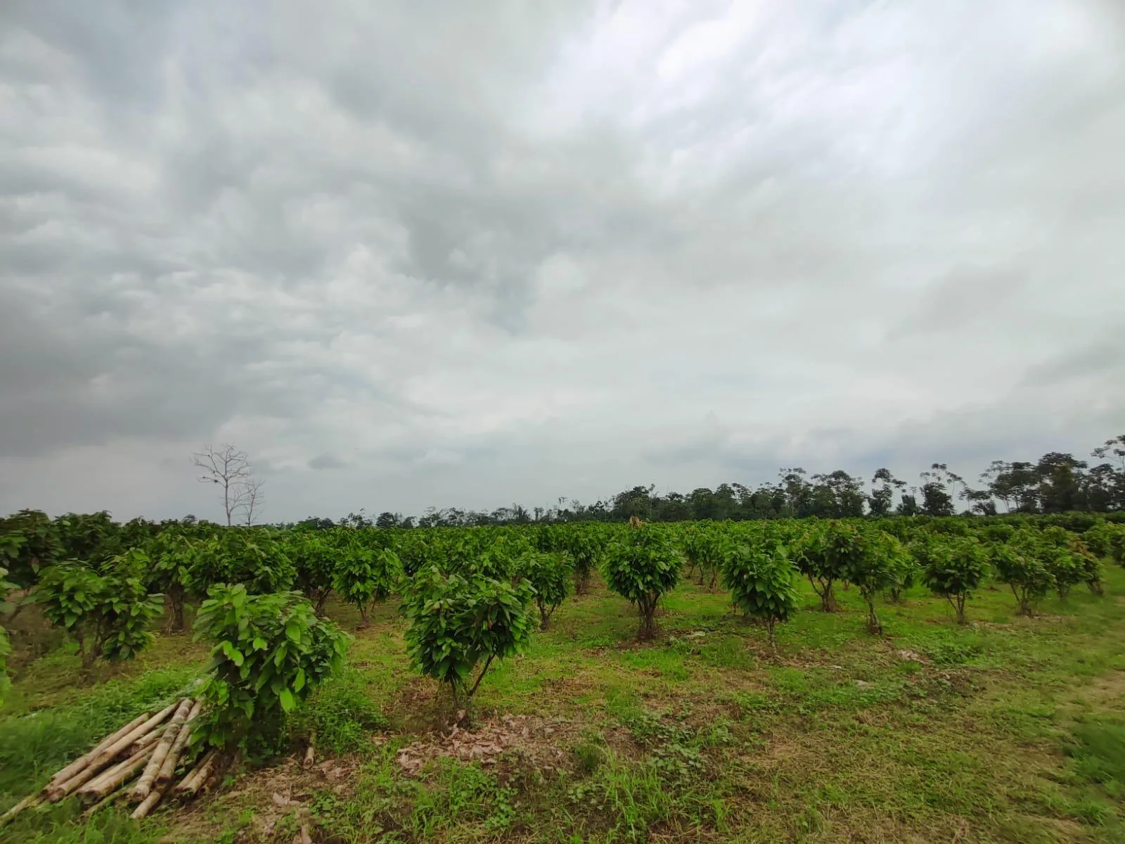 Finca de Cacao en venta, Matilde Esther vía a Mata de Cacao, CYP