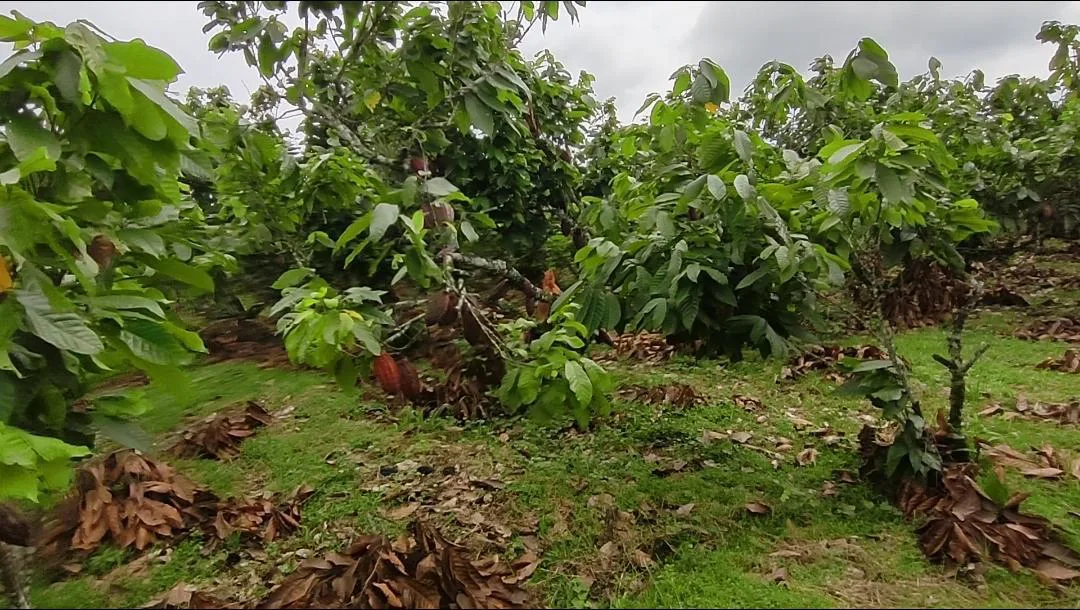 Finca de Cacao en venta, Matilde Esther vía a Mata de Cacao, CYP