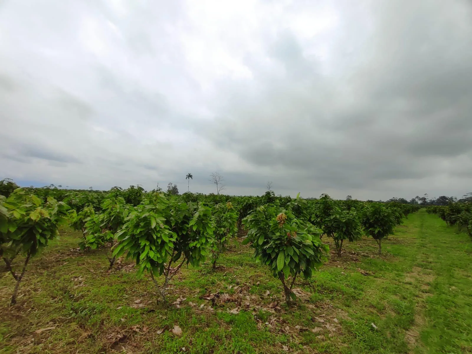 Finca de Cacao en venta, Matilde Esther vía a Mata de Cacao, CYP
