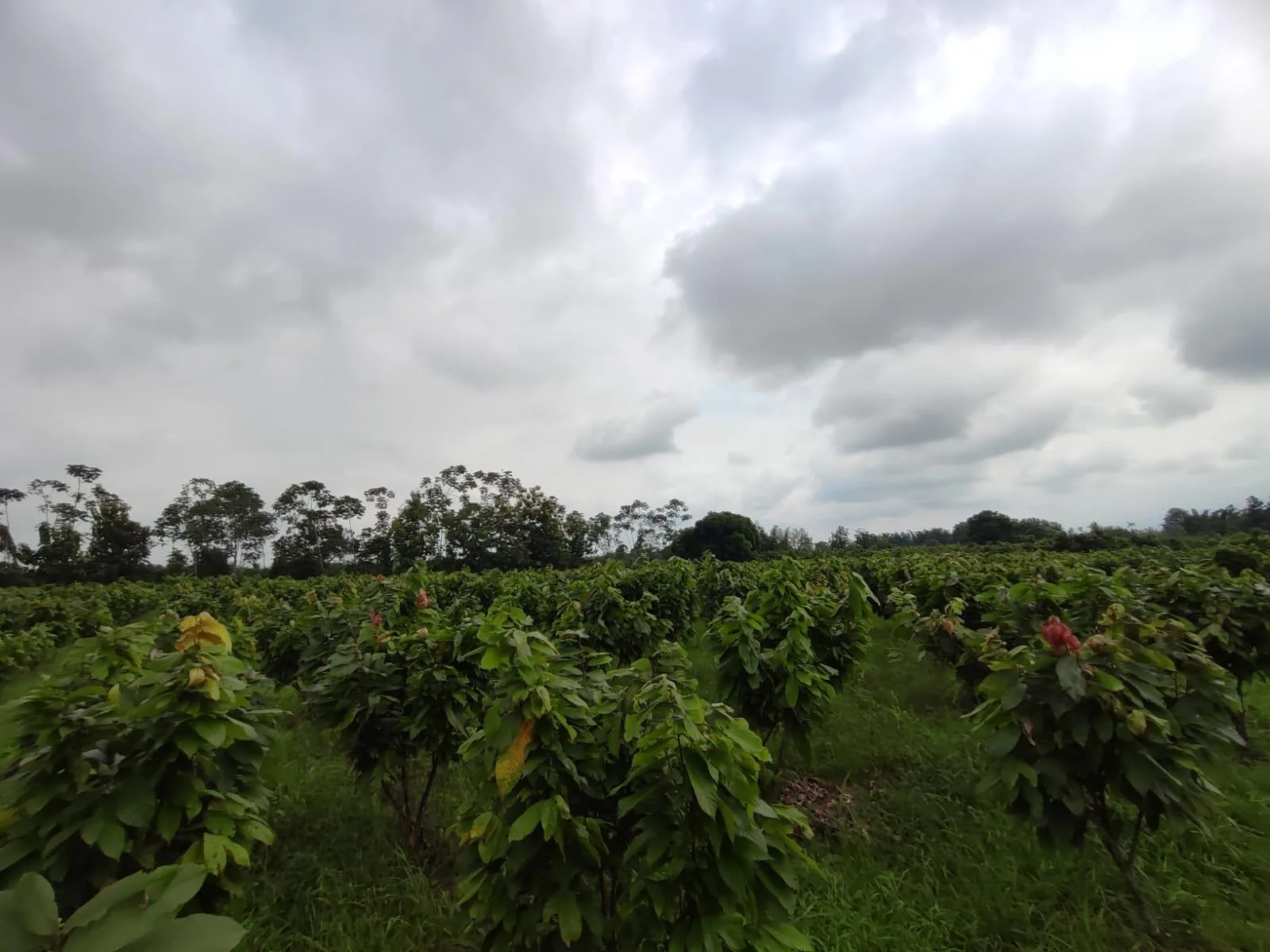 Finca de Cacao en venta, Matilde Esther vía a Mata de Cacao, CYP