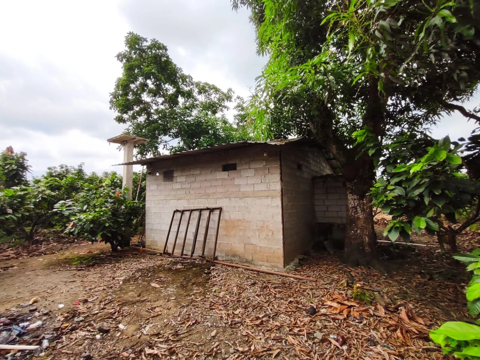 Finca de Cacao en venta, Matilde Esther vía a Mata de Cacao, CYP