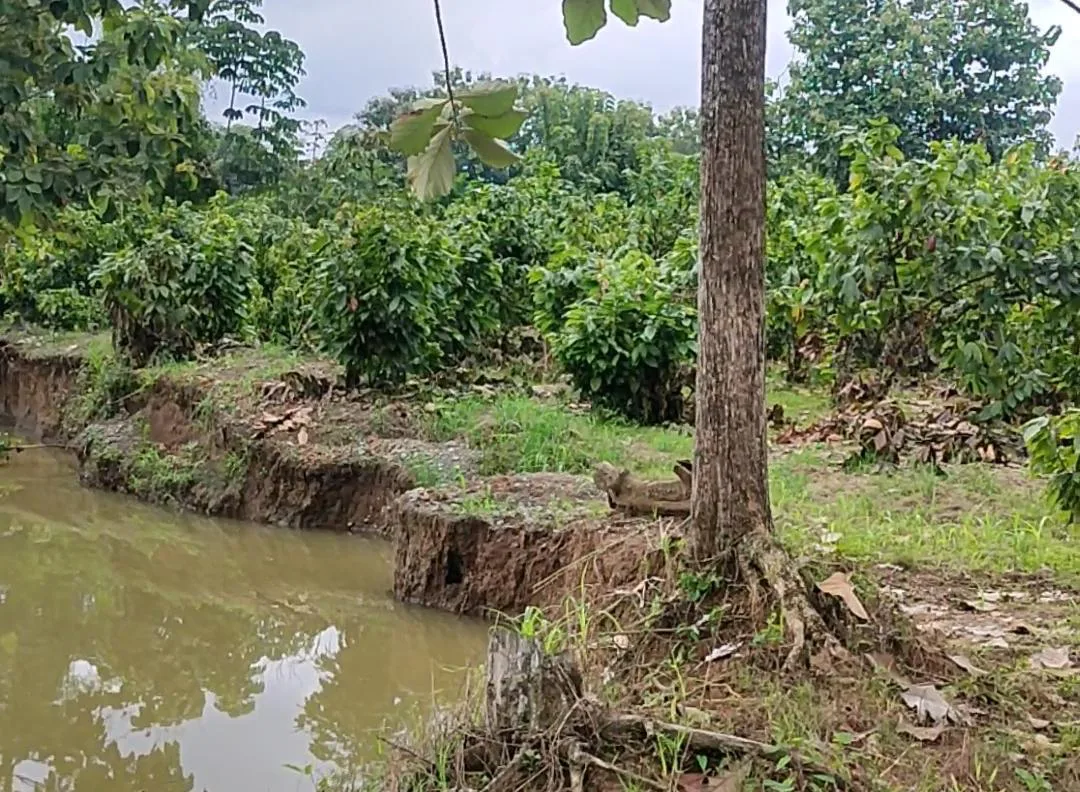 Finca de Cacao en venta, Matilde Esther vía a Mata de Cacao, CYP