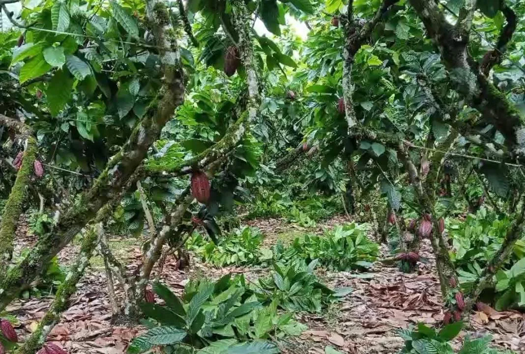 Finca de Cacao en venta, Matilde Esther vía a Mata de Cacao, CYP