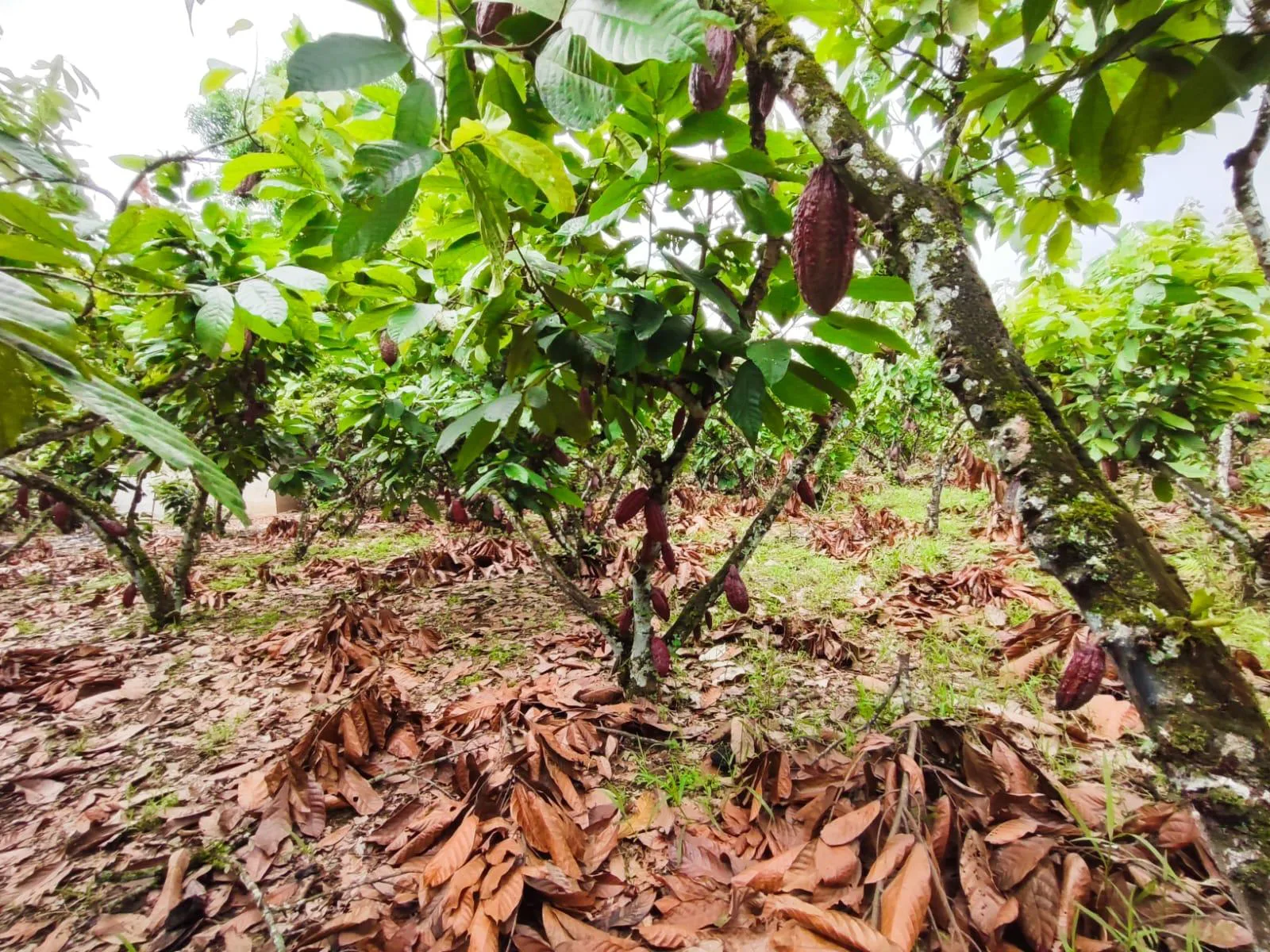 Finca de Cacao en venta, Matilde Esther vía a Mata de Cacao, CYP