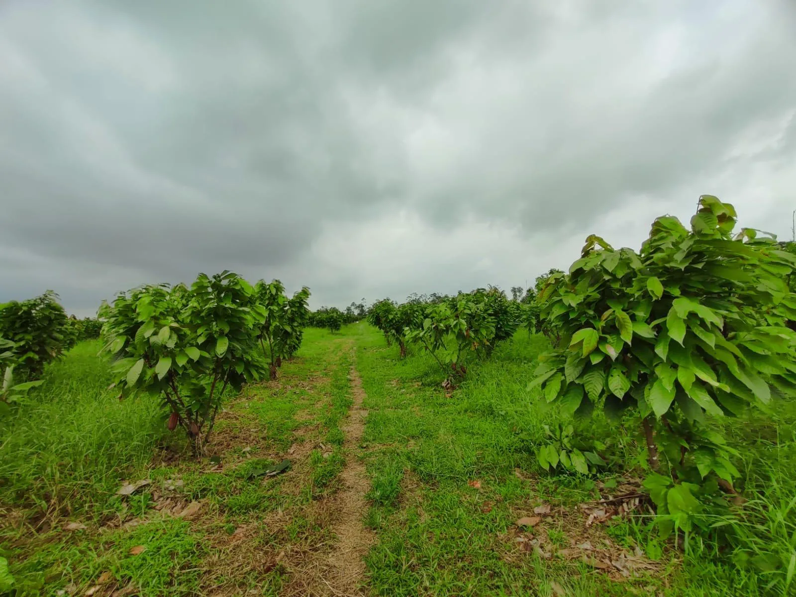 Finca de Cacao en venta, Matilde Esther vía a Mata de Cacao, CYP