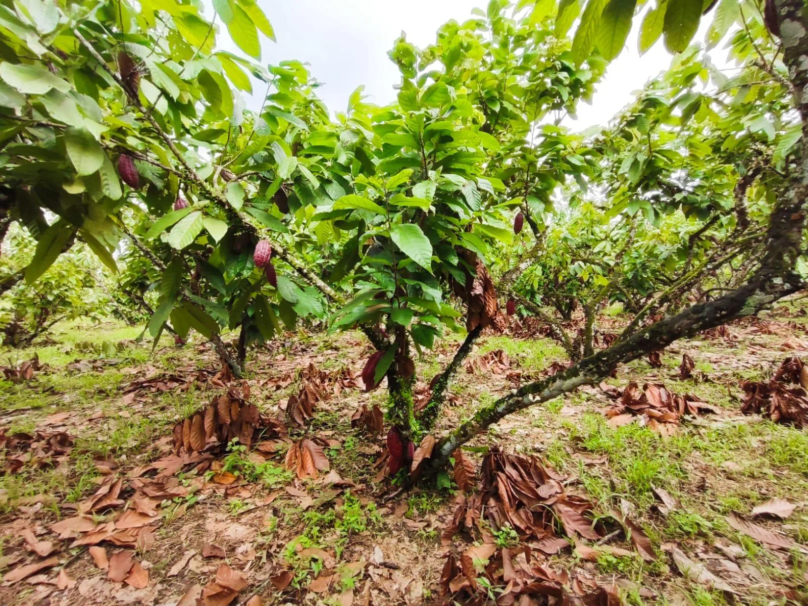 Finca de Cacao en venta, Matilde Esther vía a Mata de Cacao, CYP