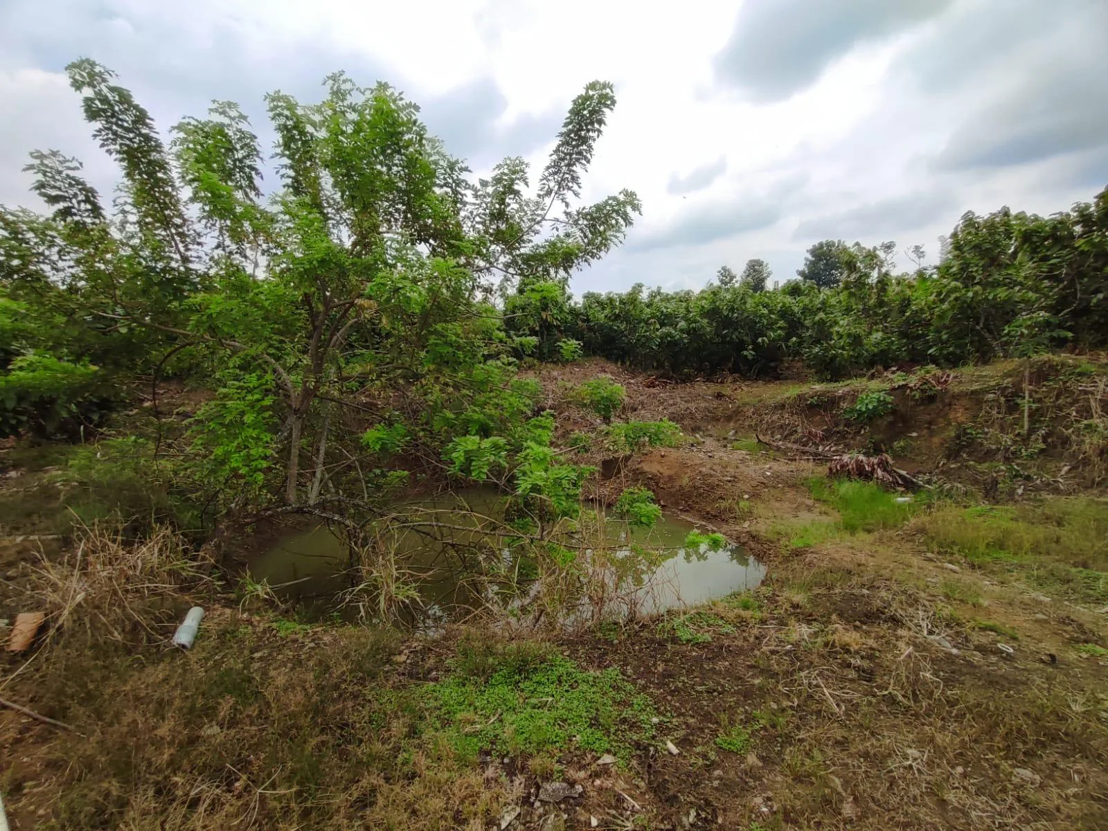 Finca de Cacao en venta, Matilde Esther vía a Mata de Cacao, CYP