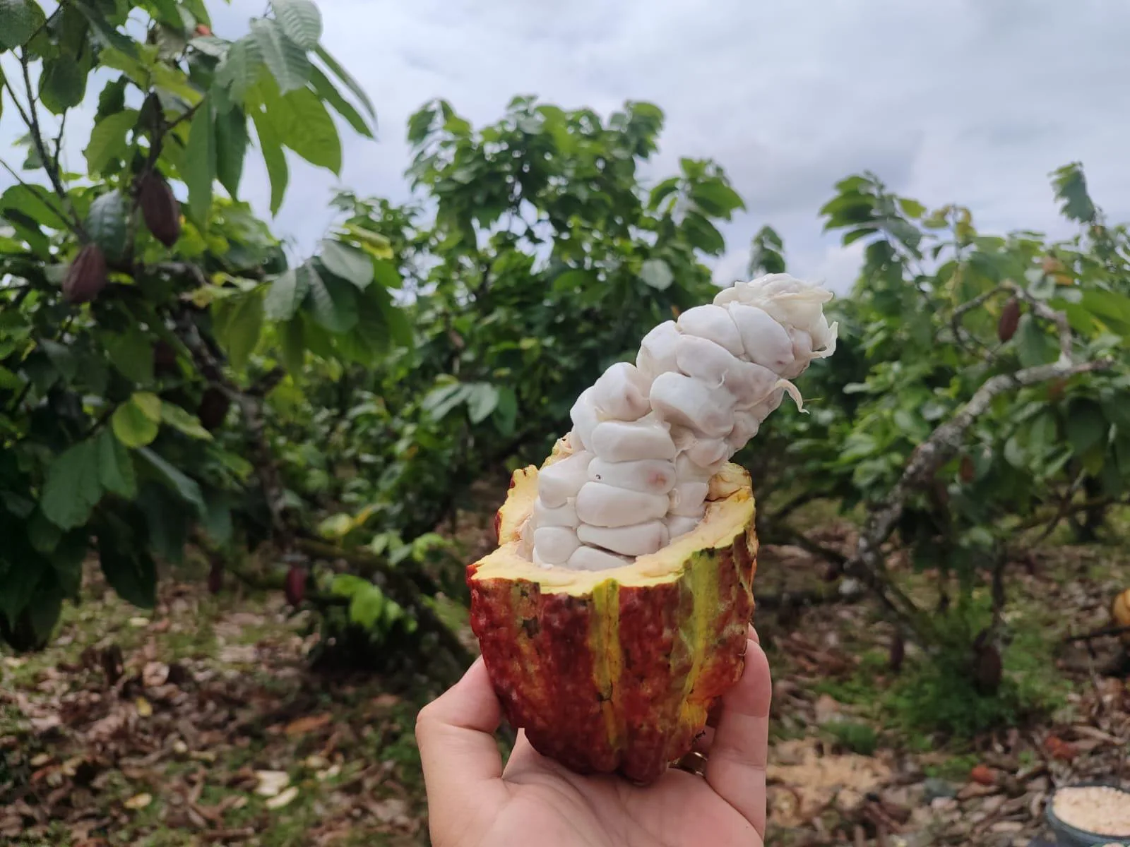 Finca de Cacao en venta, Matilde Esther vía a Mata de Cacao, CYP
