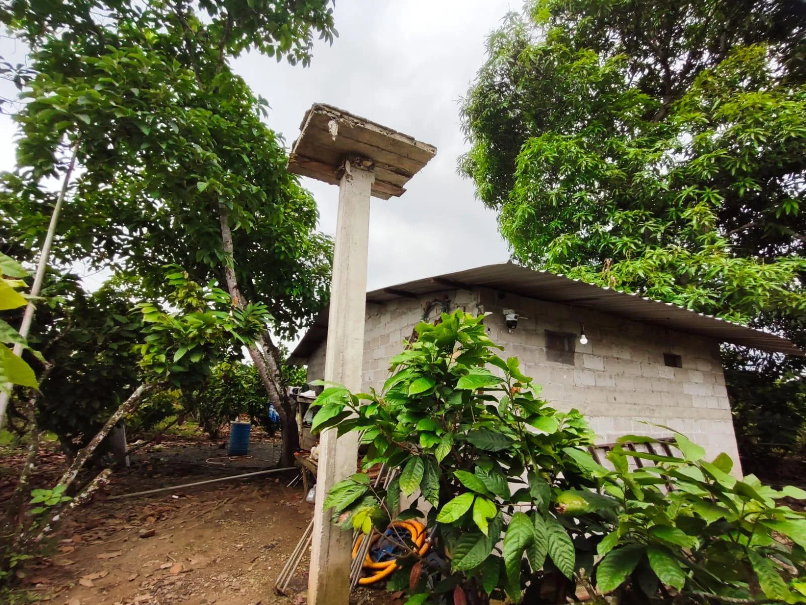 Finca de Cacao en venta, Matilde Esther vía a Mata de Cacao, CYP