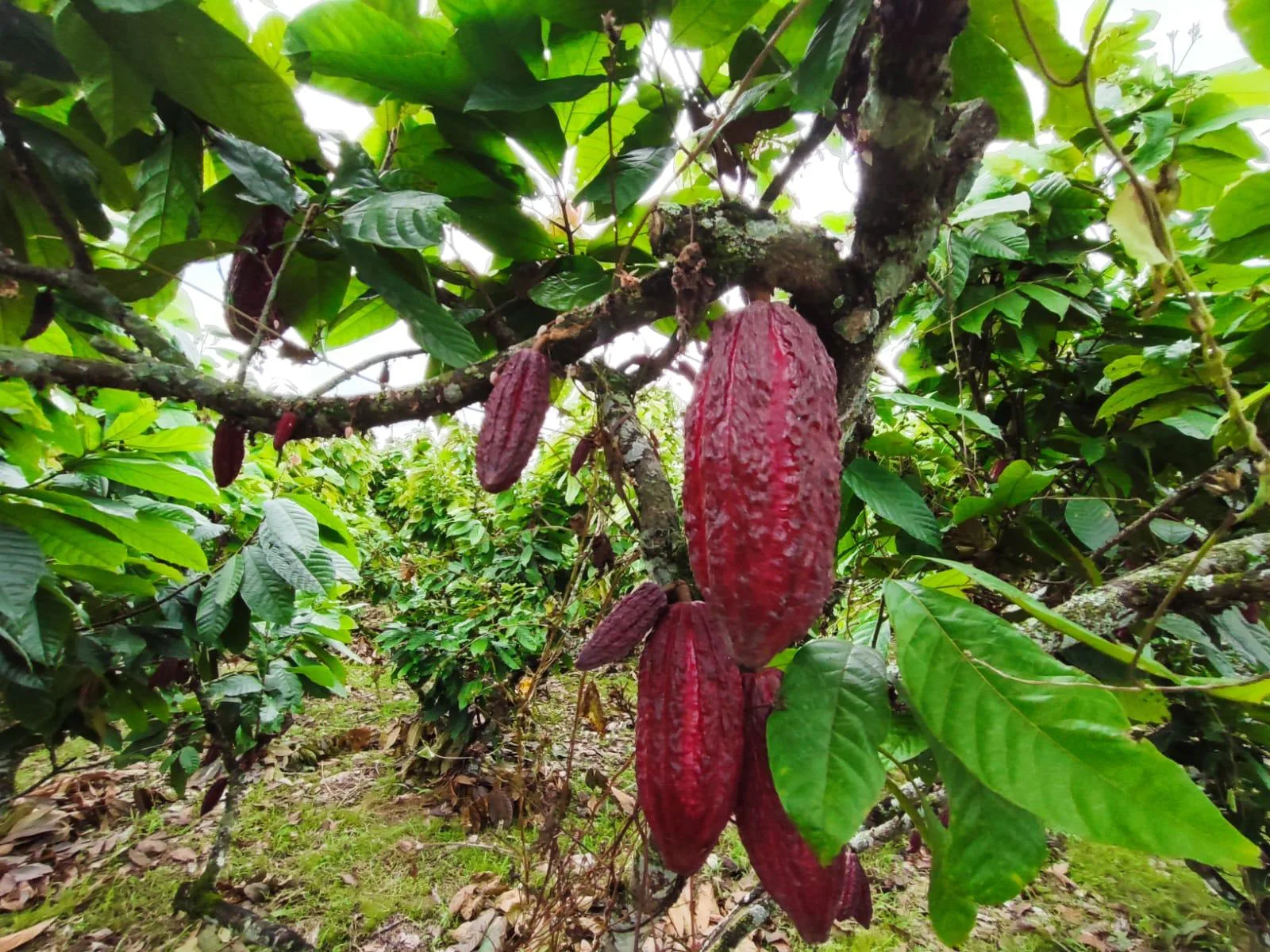 Finca de Cacao en venta, Matilde Esther vía a Mata de Cacao, CYP
