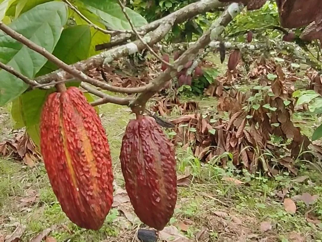 Finca de Cacao en venta, Matilde Esther vía a Mata de Cacao, CYP
