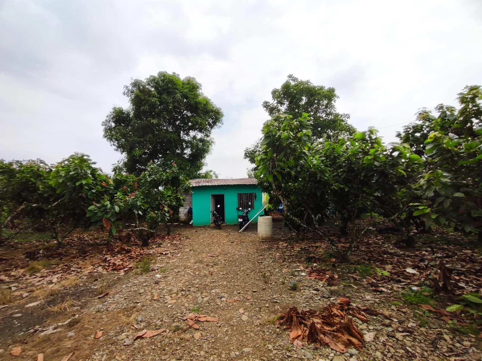 Finca de Cacao en venta, Matilde Esther vía a Mata de Cacao, CYP