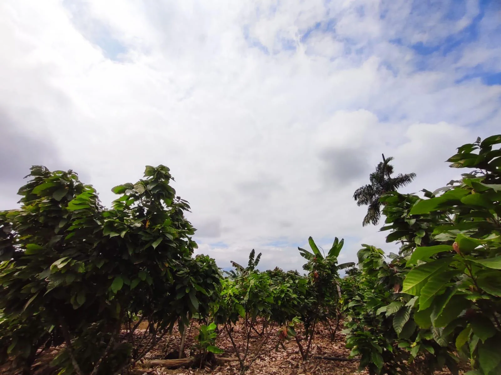 Finca de Cacao en venta, Matilde Esther vía a Mata de Cacao, CYP