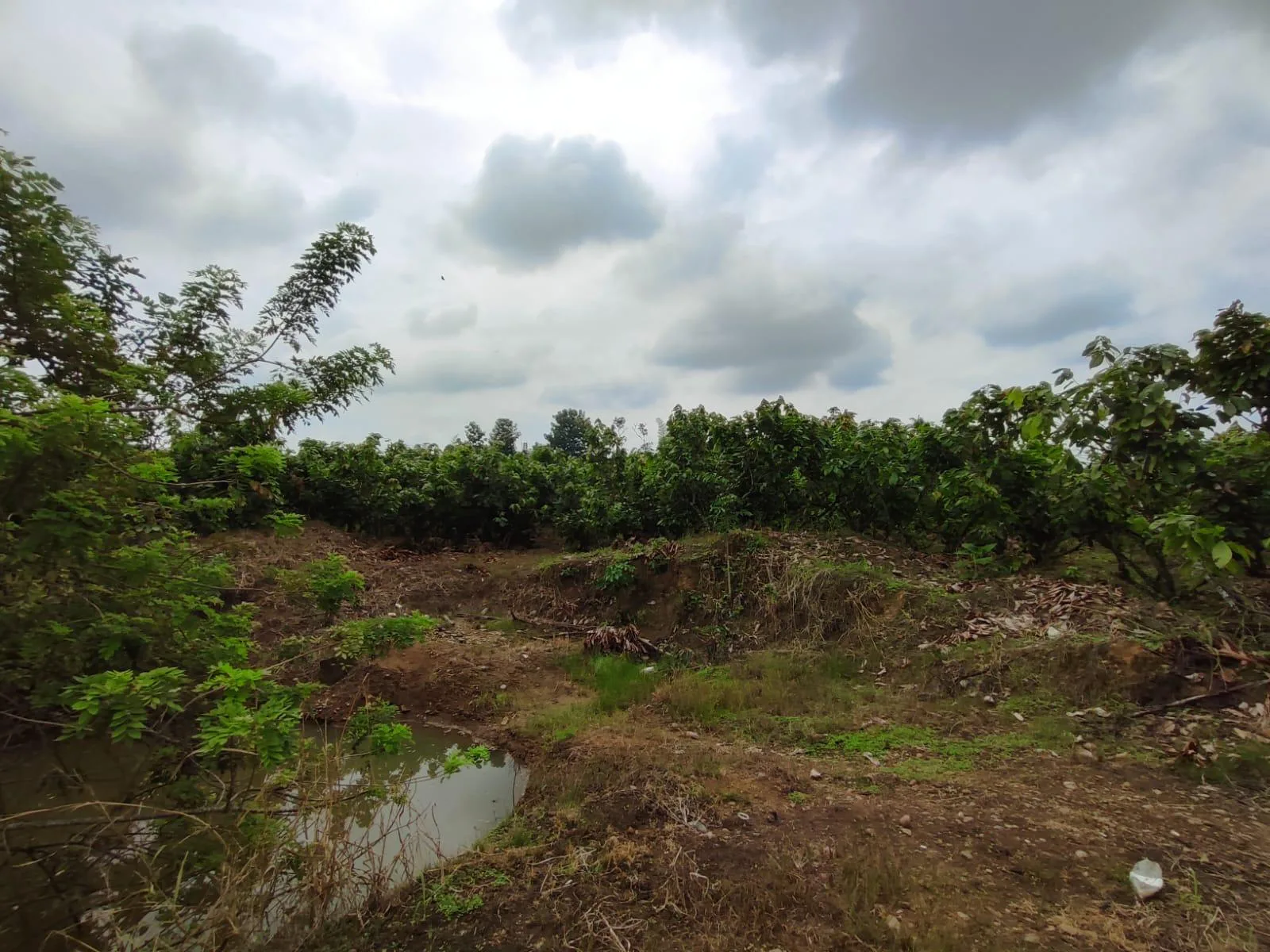 Finca de Cacao en venta, Matilde Esther vía a Mata de Cacao, CYP