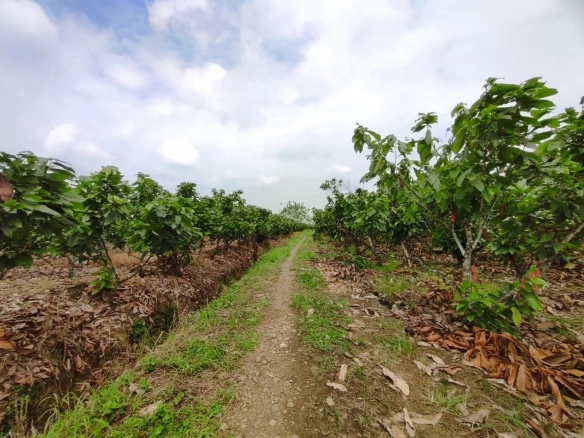 Finca de Cacao en venta, Matilde Esther vía a Mata de Cacao, CYP