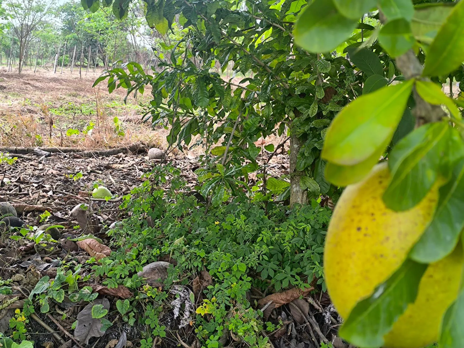 Terreno en Venta, Calceta, Manabi, MaxB