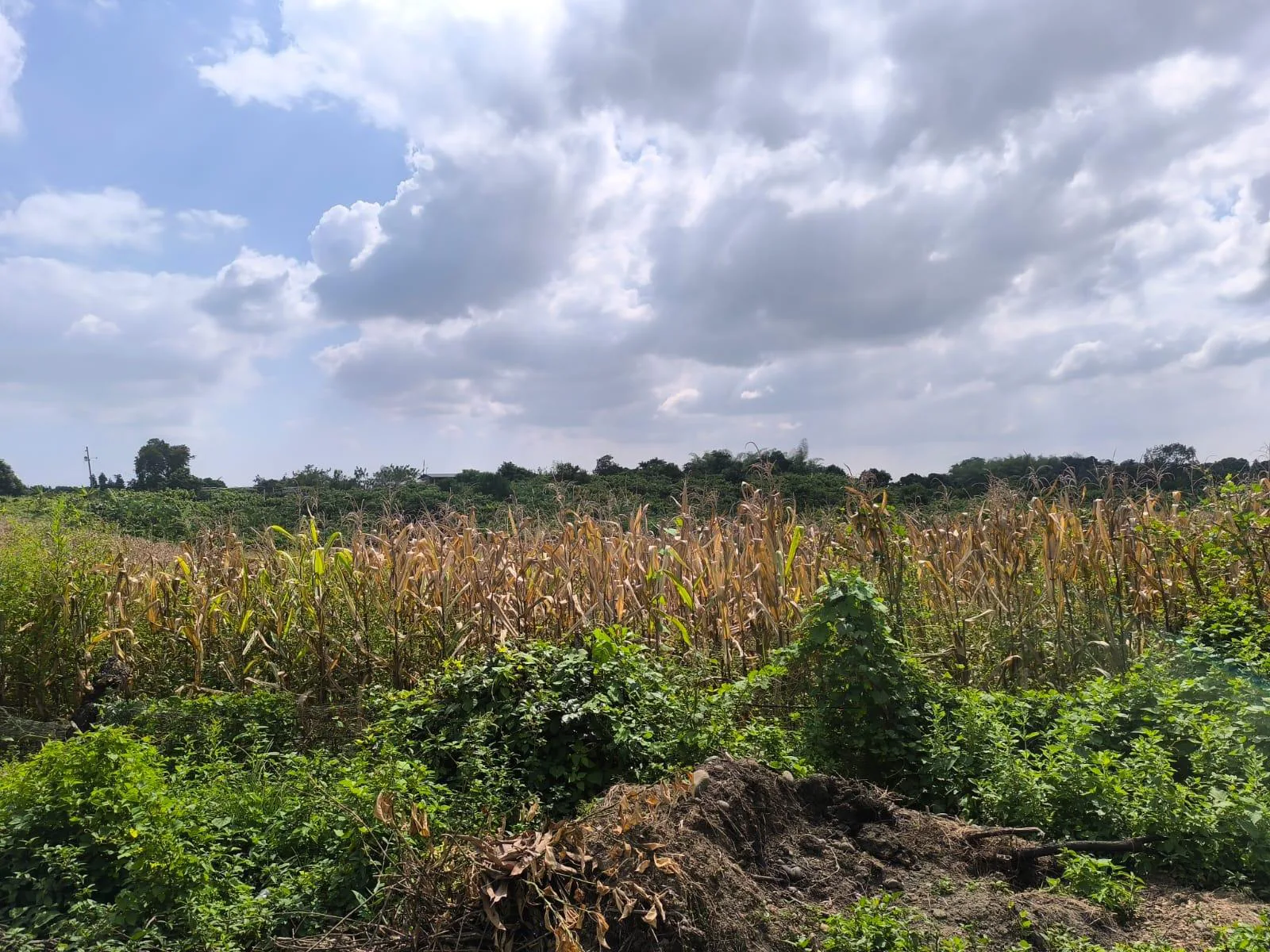 Terreno en Venta, Calceta, Manabi, MaxB