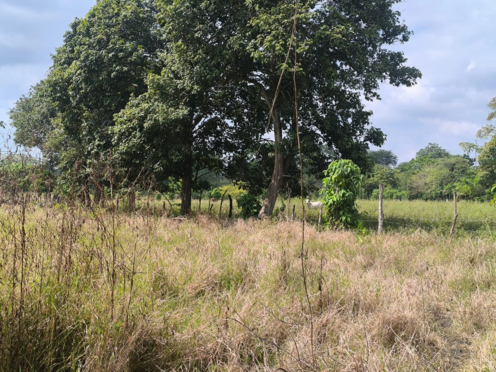 Terreno en Venta, Calceta, Manabi, MaxB