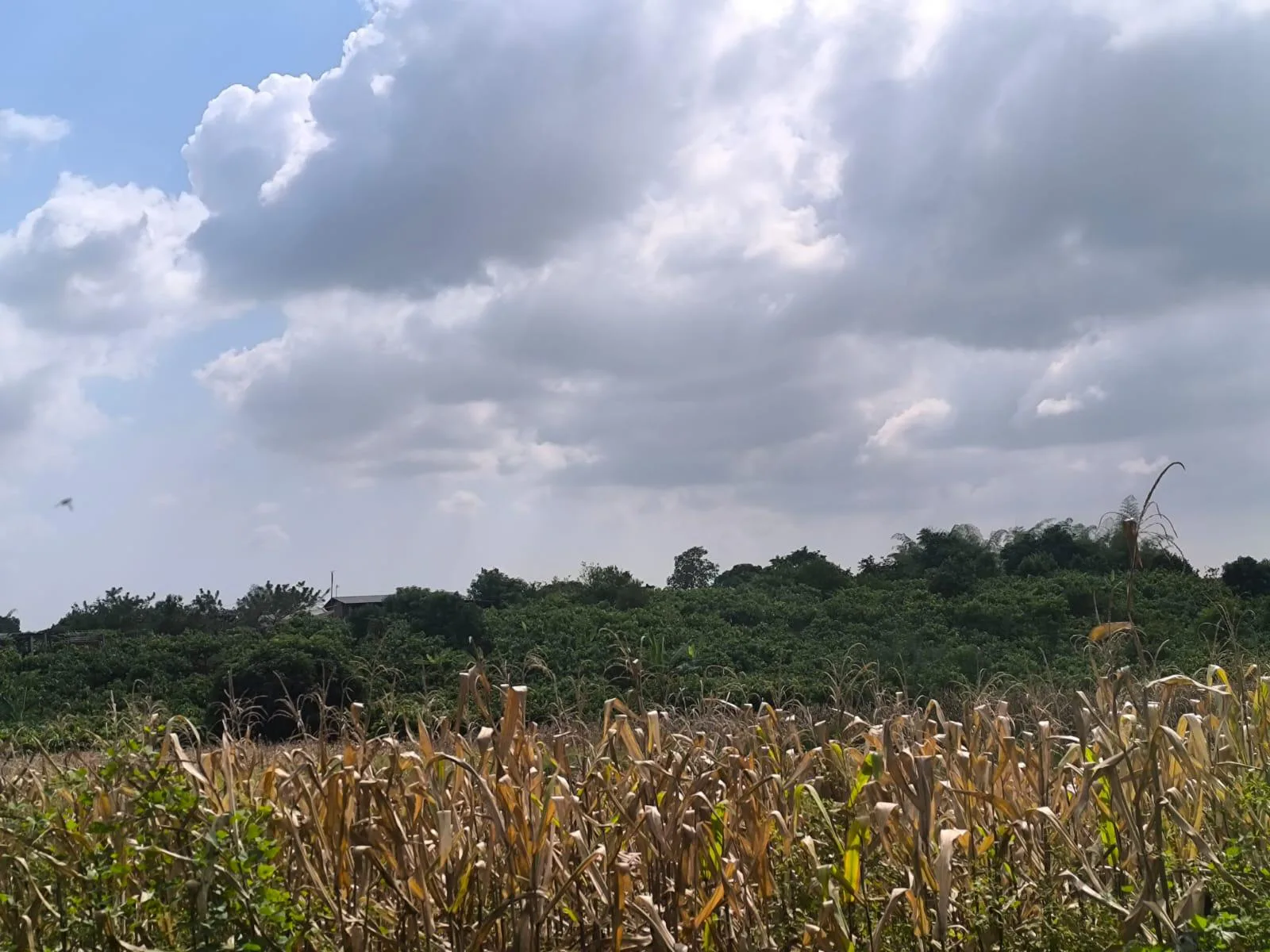 Terreno en Venta, Calceta, Manabi, MaxB