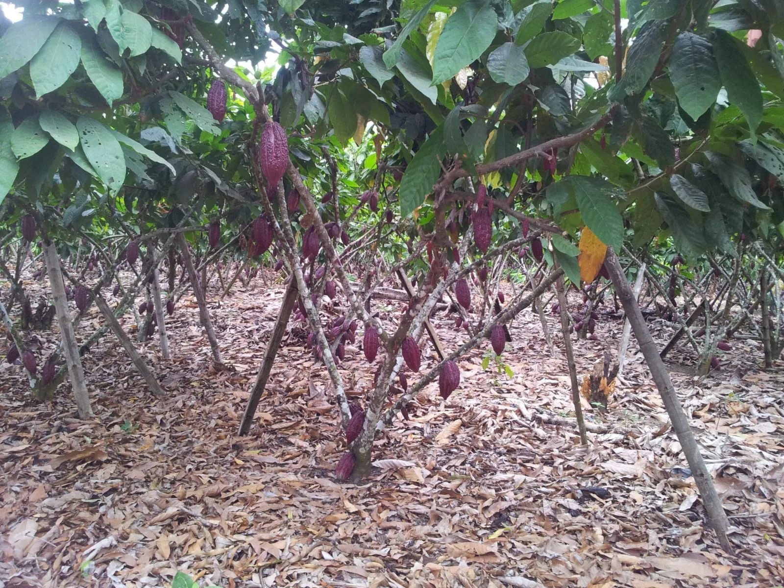 Vendo terreno agrícola en Milagro vía a Naranjito, IngS.