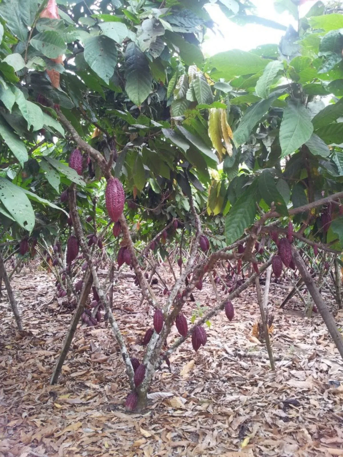 Vendo terreno agrícola en Milagro vía a Naranjito, IngS.