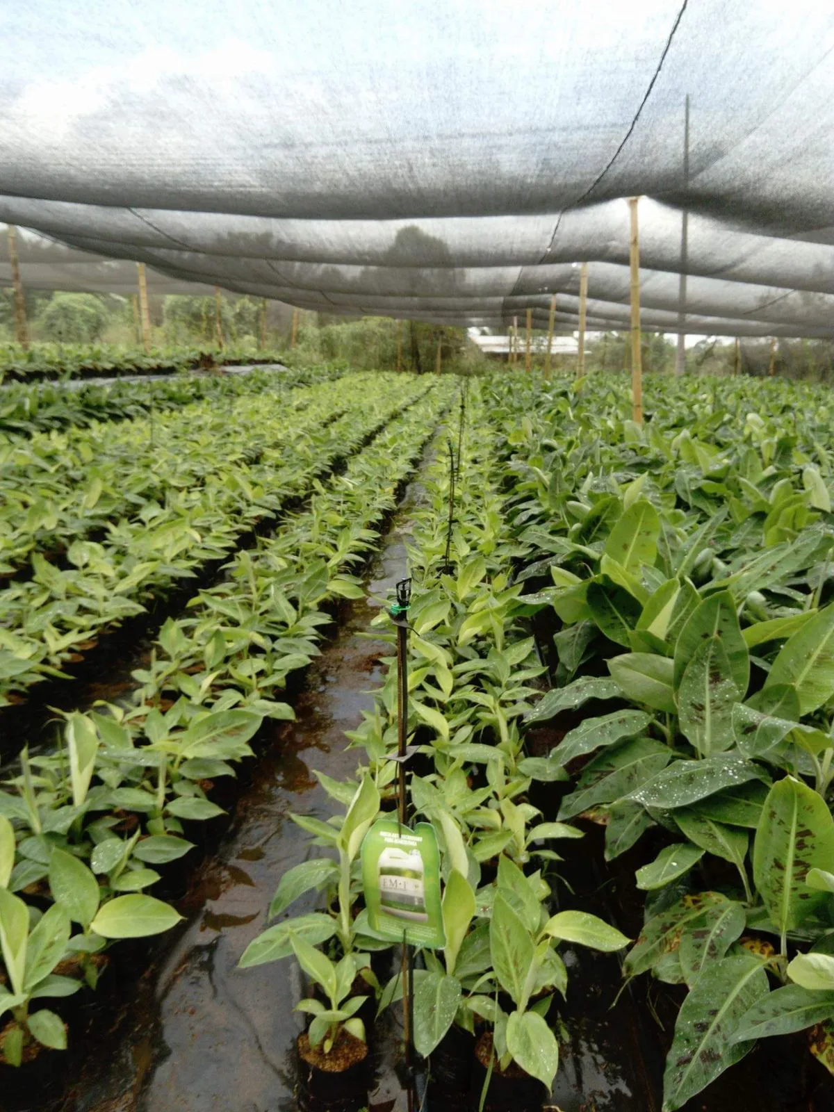 Vendo terreno agrícola en Milagro vía a Naranjito, IngS.