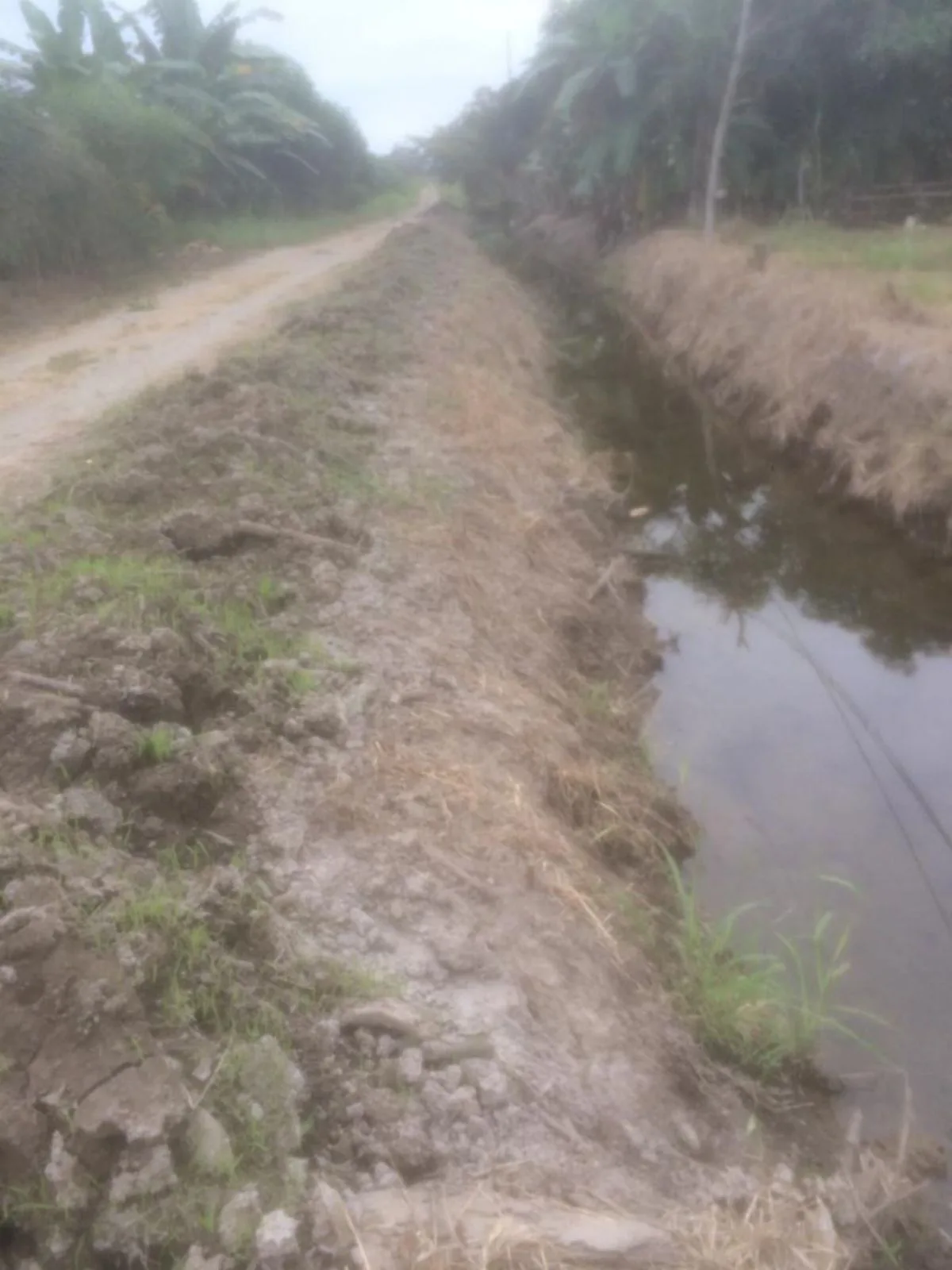 Vendo terreno agrícola en Milagro vía a Naranjito, IngS.