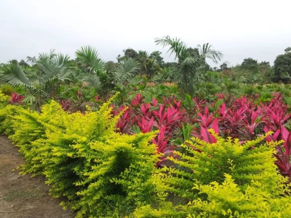 Vendo terreno agrícola en Milagro vía a Naranjito, IngS.