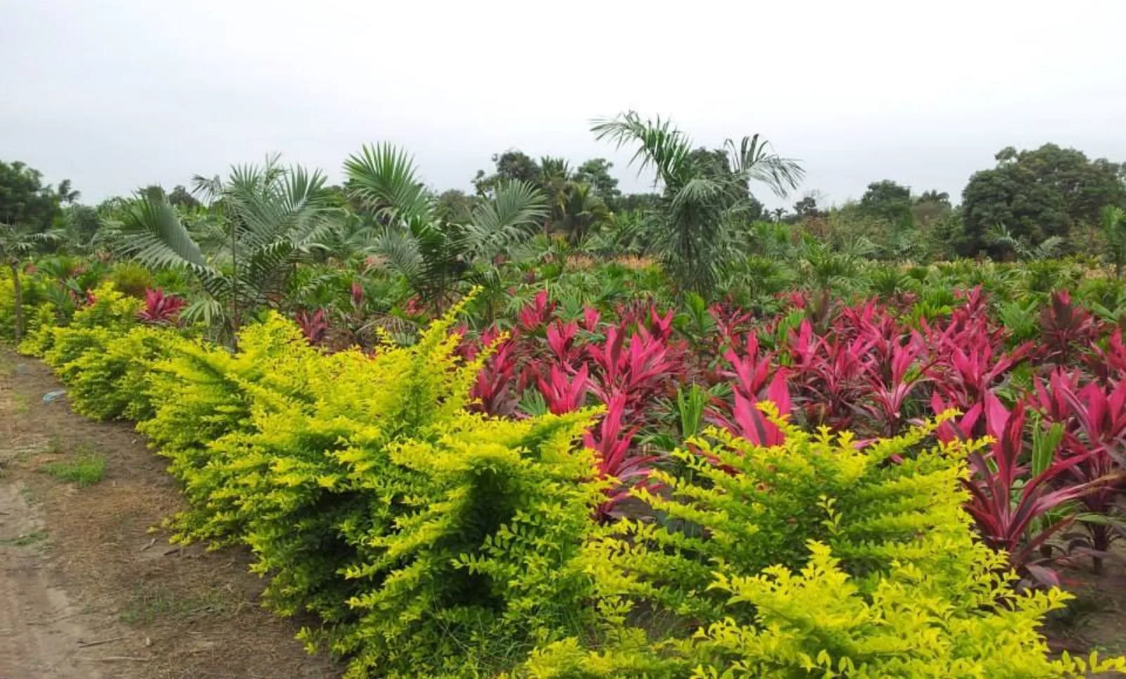 Vendo terreno agrícola en Milagro vía a Naranjito, IngS.