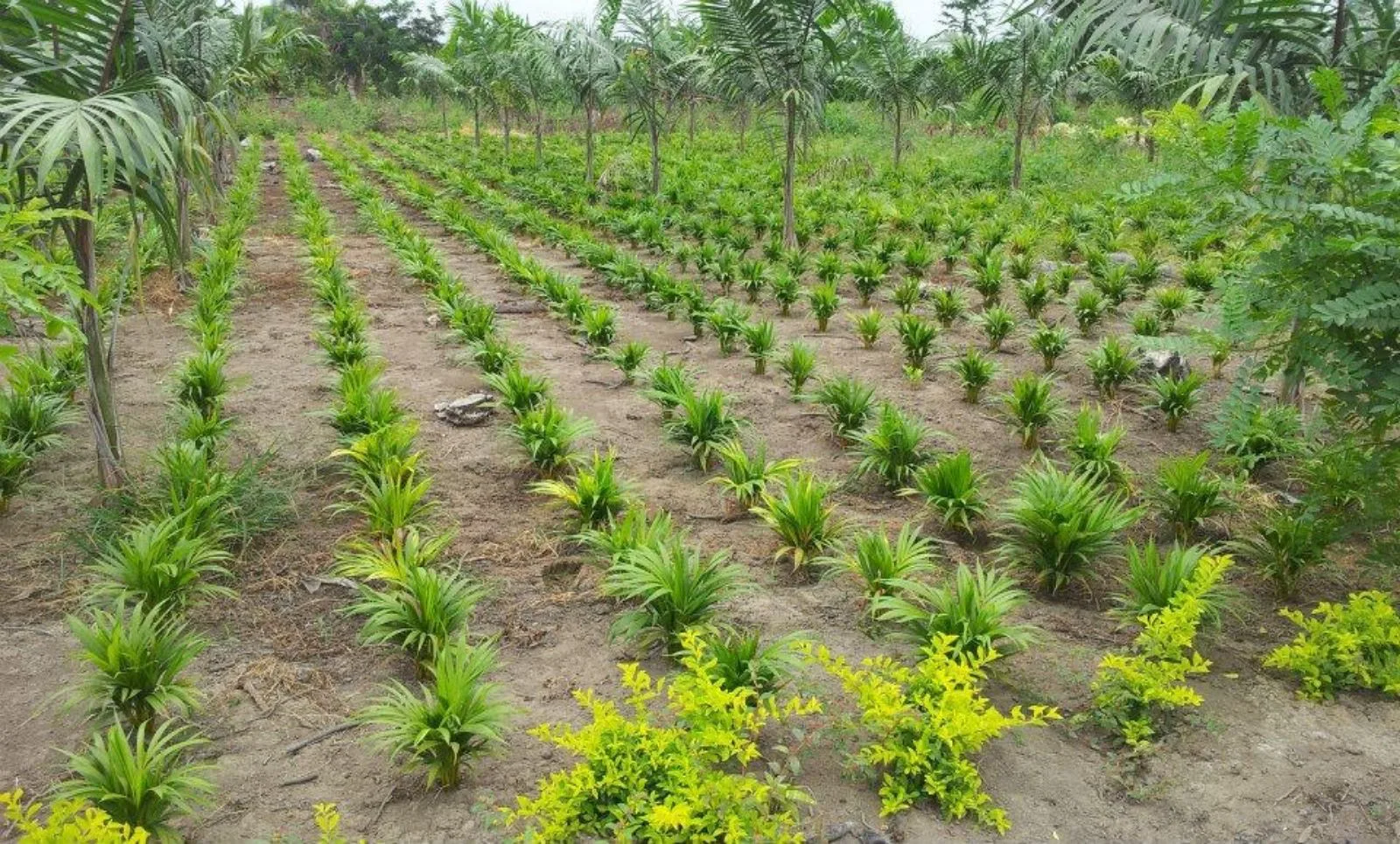 Vendo terreno agrícola en Milagro vía a Naranjito, IngS.