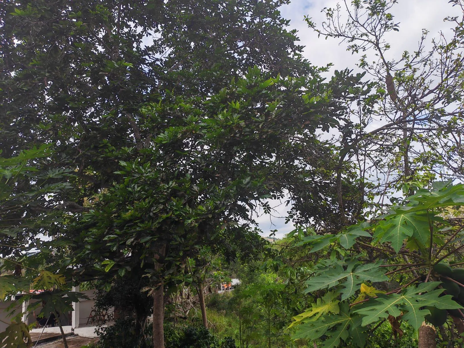 Venta Casa y Terreno. Vía Jipijapa-Guayaquil. Recinto San Vicente. Parroquia Jipijapa. VyJ