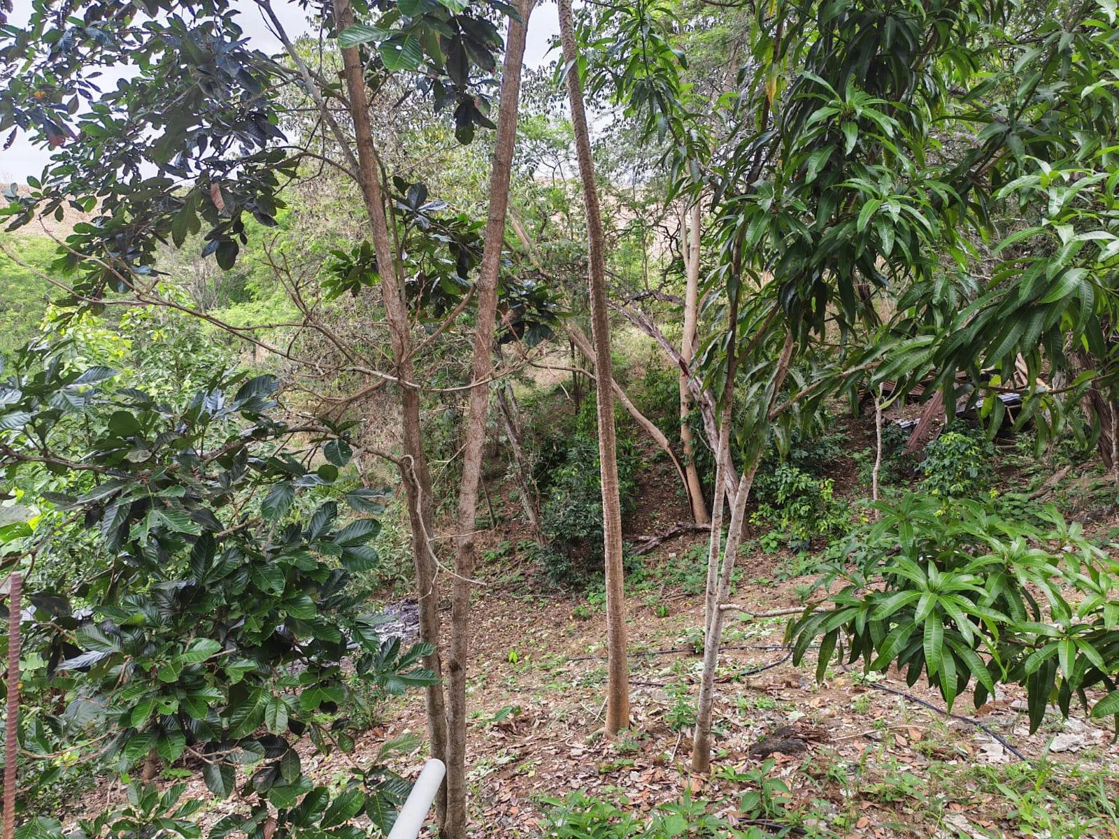 Venta Casa y Terreno. Vía Jipijapa-Guayaquil. Recinto San Vicente. Parroquia Jipijapa. VyJ