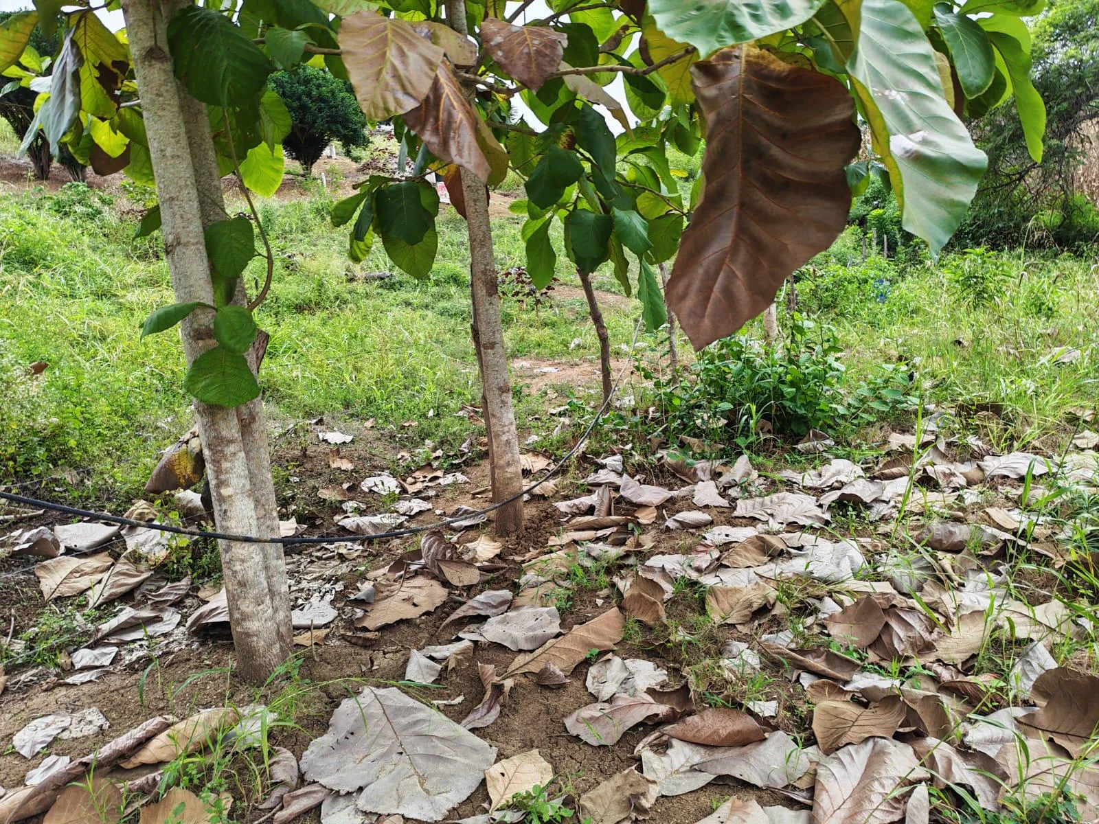 Venta Terreno Vía Jipijapa – Guayaquil. Recinto San Vicente. VyJ