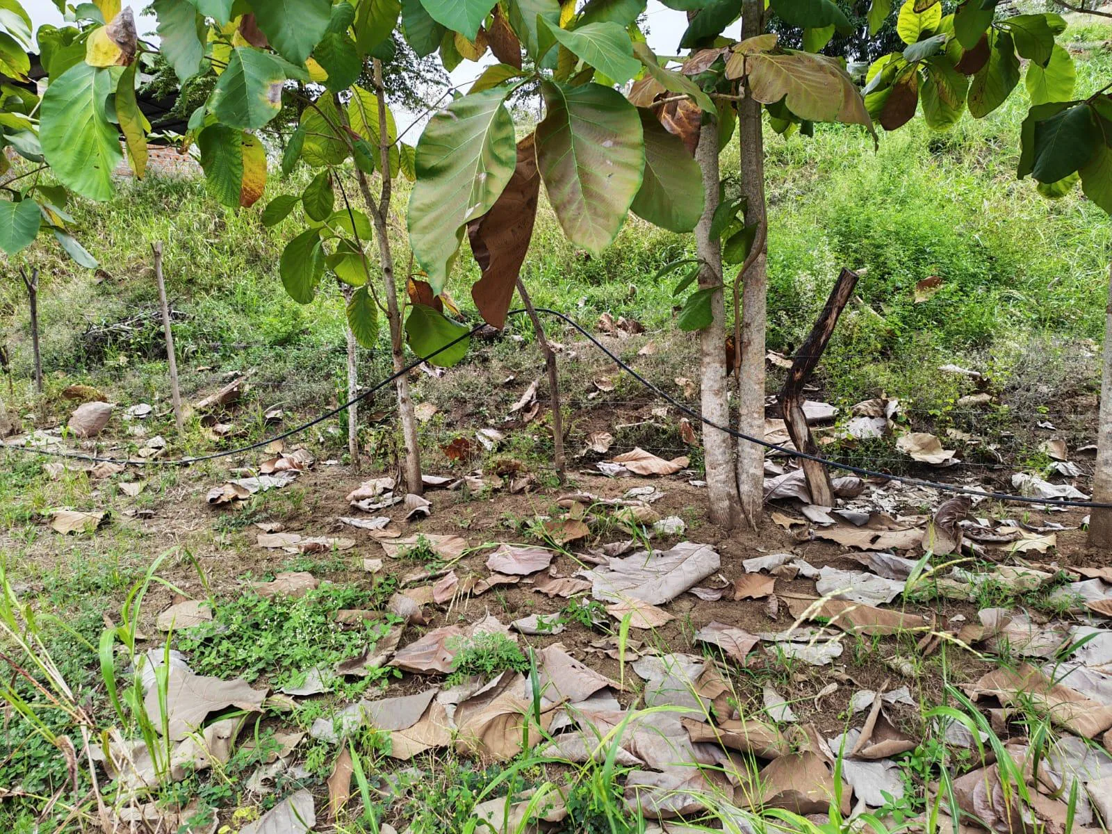 Venta Terreno Vía Jipijapa – Guayaquil. Recinto San Vicente. VyJ
