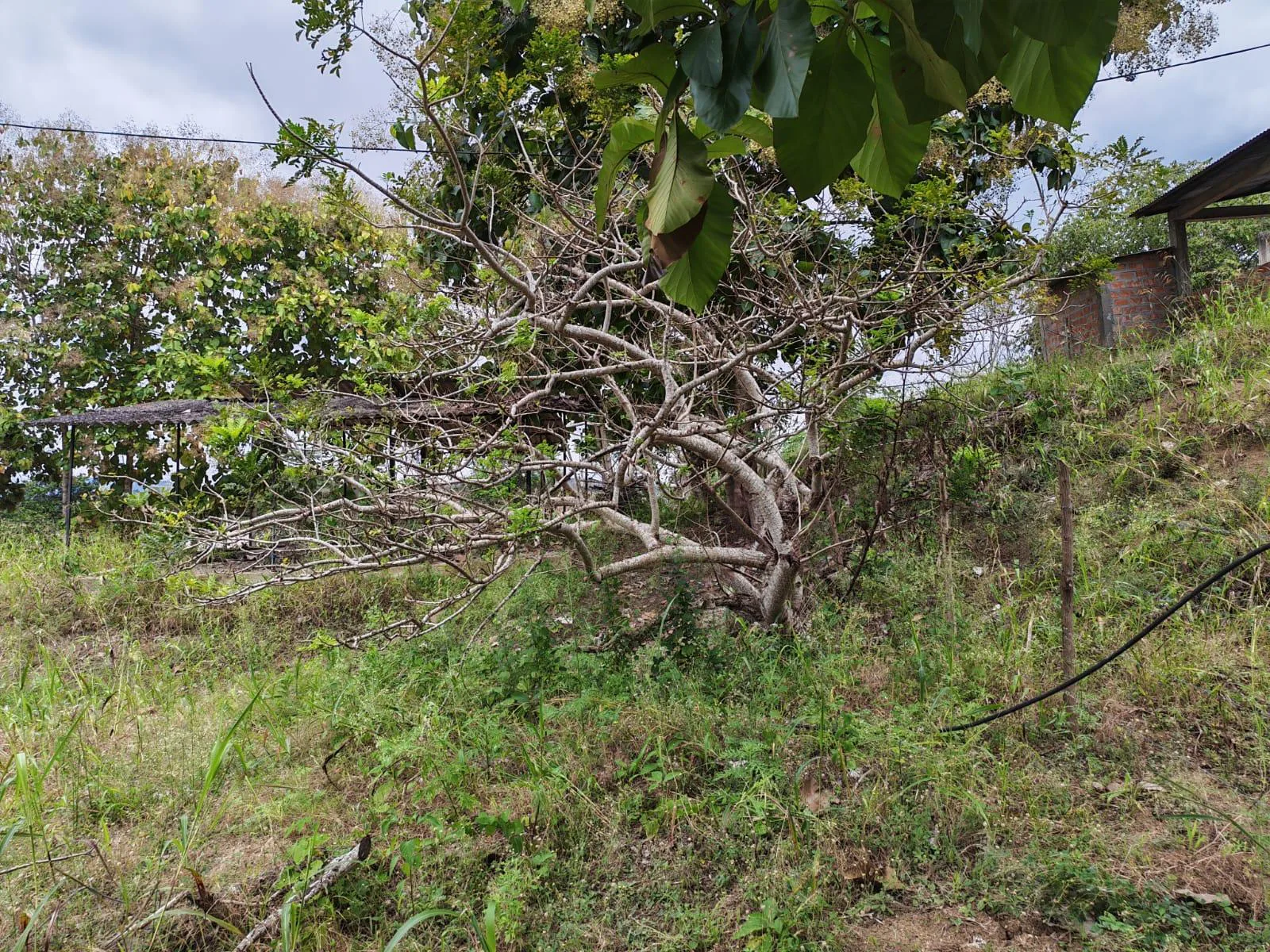 Venta Terreno Vía Jipijapa – Guayaquil. Recinto San Vicente. VyJ