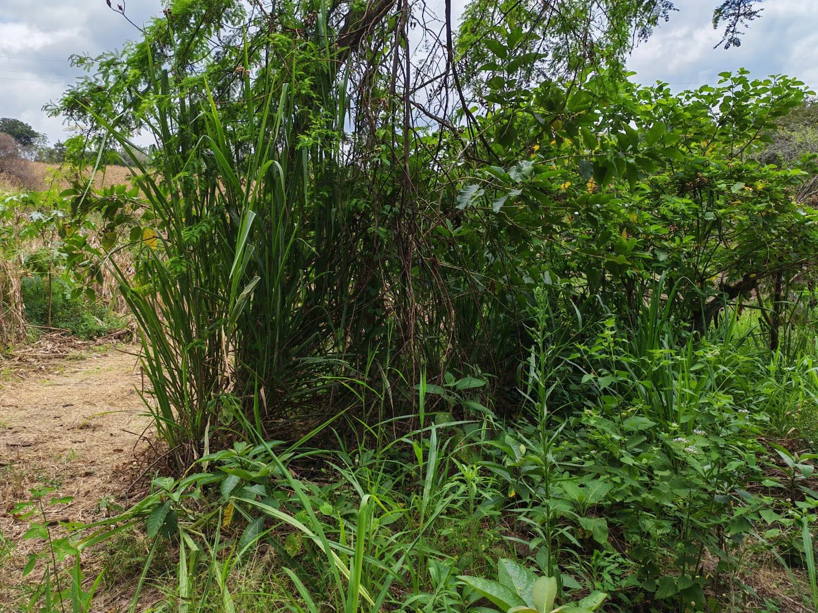 Venta Terreno Vía Jipijapa – Guayaquil. Recinto San Vicente. VyJ