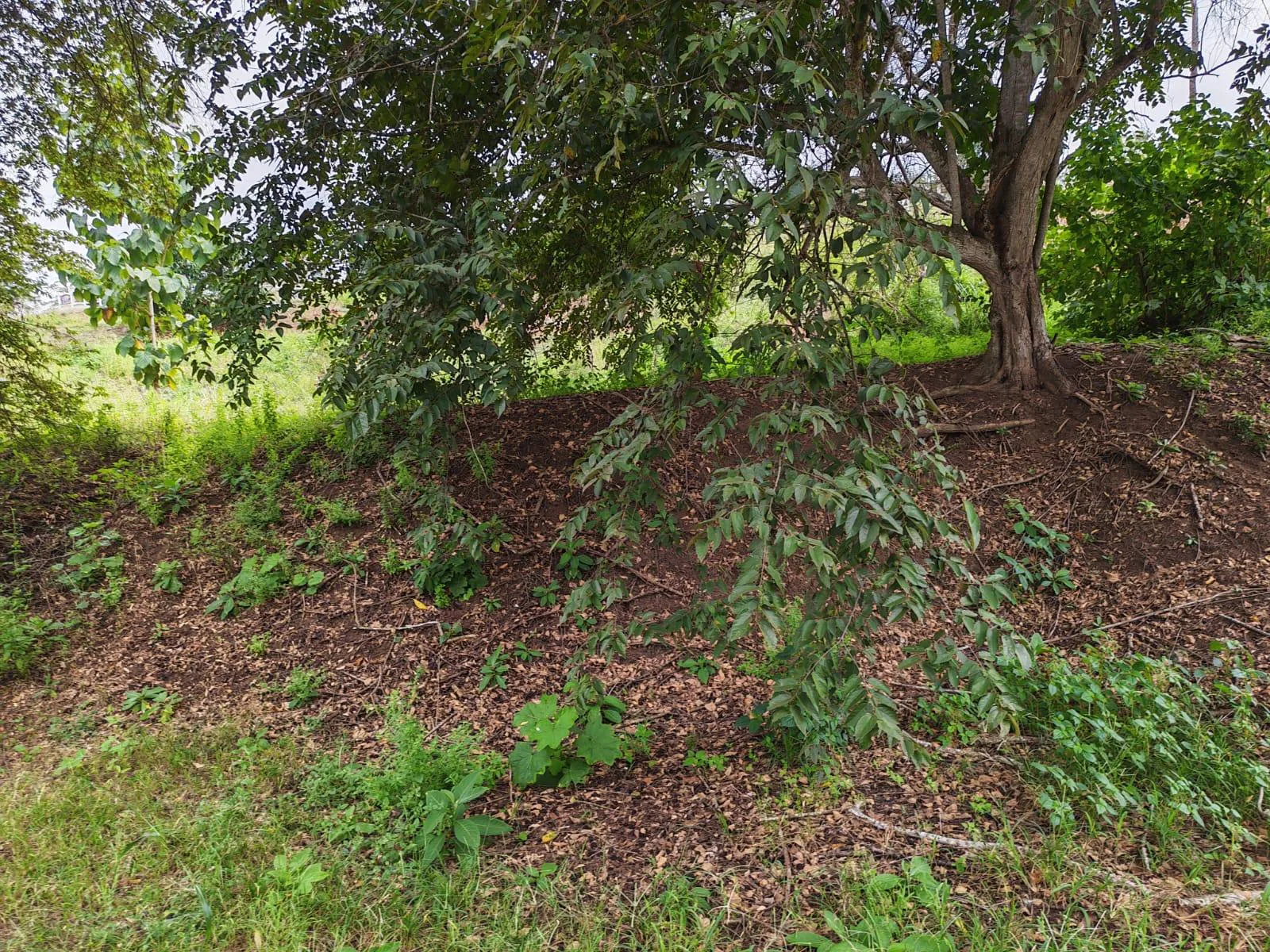 Venta Terreno Vía Jipijapa – Guayaquil. Recinto San Vicente. VyJ
