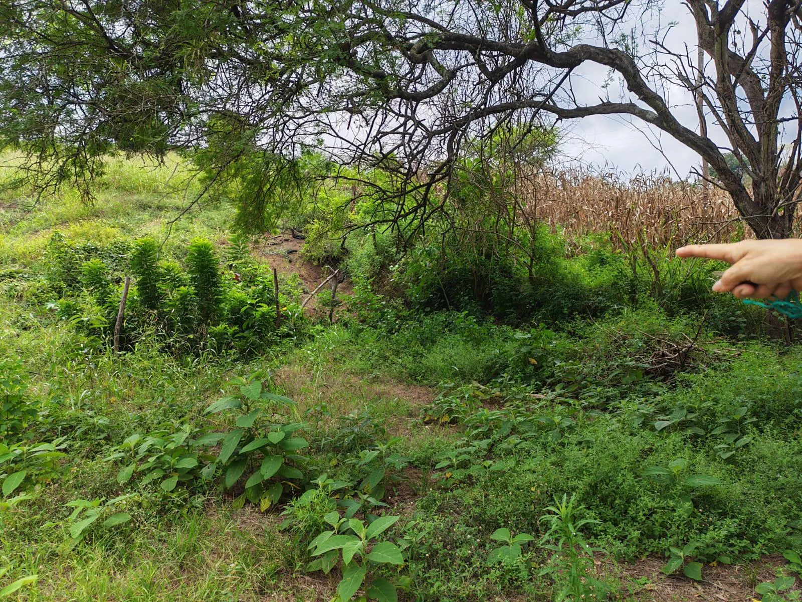 Venta Terreno Vía Jipijapa – Guayaquil. Recinto San Vicente. VyJ