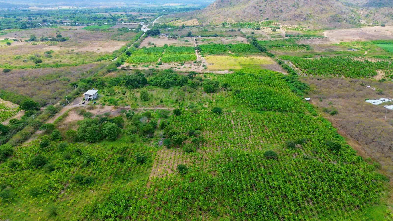 Finca de 50 Hectáreas en Venta en Colonche, Limoncito RonR