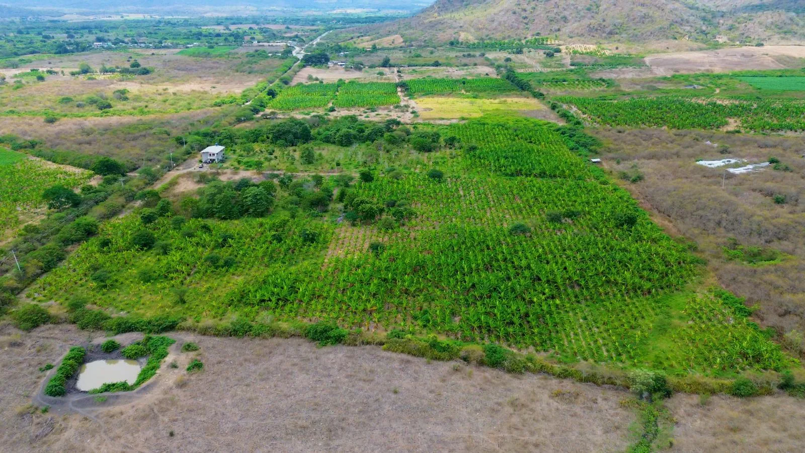 Finca de 50 Hectáreas en Venta en Colonche, Limoncito RonR
